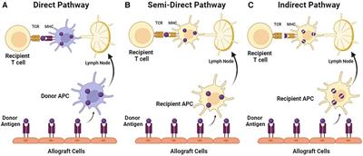 Immunogenicity and tolerance induction in vascularized composite allotransplantation